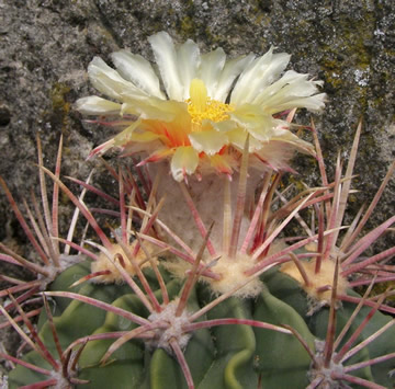 Echinocactus parryi foto Ji Peat